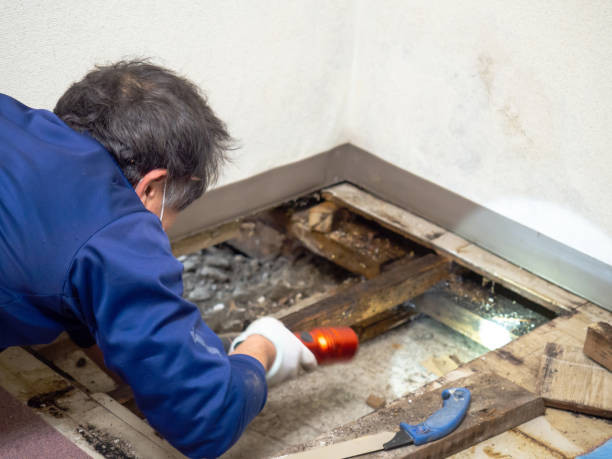 Best DIY Mold Remediation Support Services in Huntsville, AR