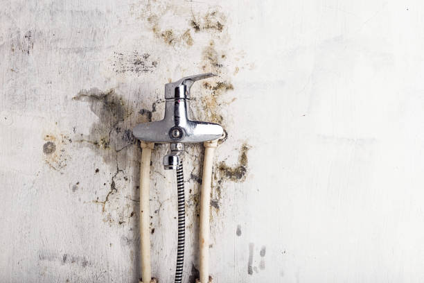 Best Preventive Mold Services in Huntsville, AR