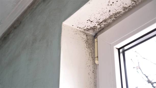 Best Post-Flood Mold Remediation in Huntsville, AR