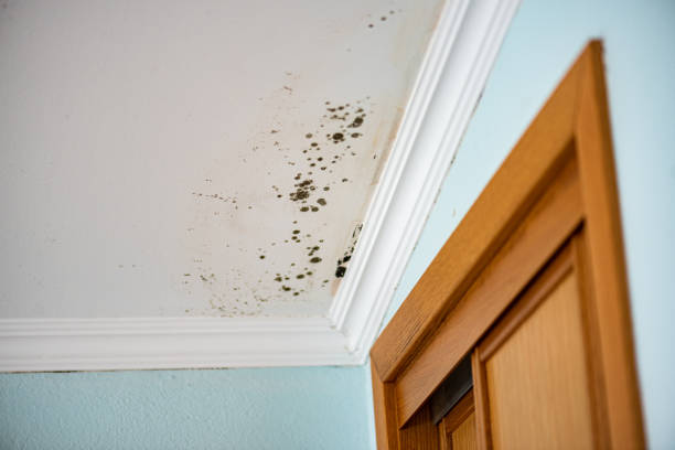 Best Mold Remediation for Specific Building Types in Huntsville, AR