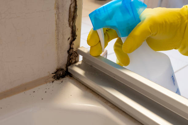 Best Black Mold Remediation in Huntsville, AR