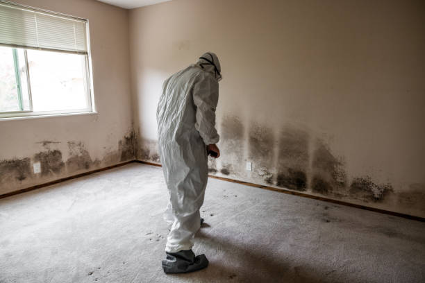Best Industrial Mold Remediation in Huntsville, AR