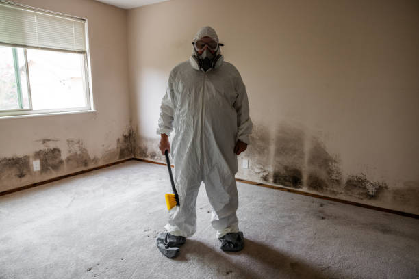 Best Localized Mold Remediation (e.g., coastal areas, humid climates) in Huntsville, AR