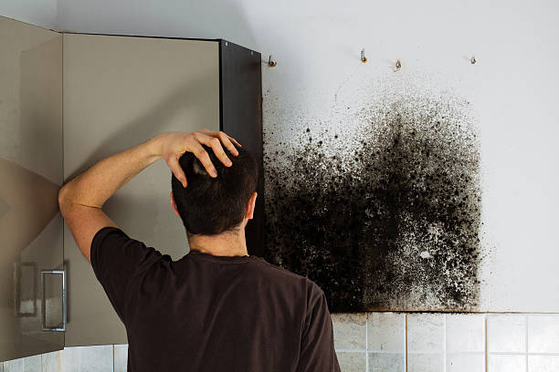 Reliable Huntsville, AR Mold Remediation Solutions