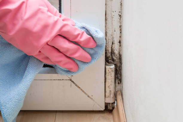 Best Emergency Mold Remediation in Huntsville, AR